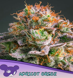 APRICOT OREOZ /  ANESIA SEEDS