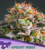APRICOT OREOZ /  ANESIA SEEDS