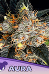 AURA   / ANESIA SEEDS