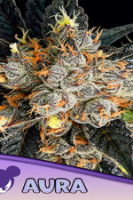 AURA   / ANESIA SEEDS