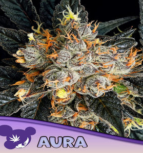 AURA   / ANESIA SEEDS