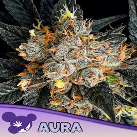 AURA   / ANESIA SEEDS