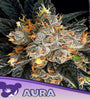 AURA   / ANESIA SEEDS