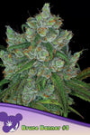 BRUCE BANNER # 3  / ANESIA SEEDS