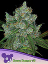 BRUCE BANNER # 3  / ANESIA SEEDS