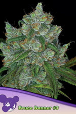 BRUCE BANNER # 3  / ANESIA SEEDS