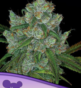 BRUCE BANNER # 3  / ANESIA SEEDS