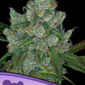 BRUCE BANNER # 3  / ANESIA SEEDS