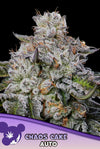CHAOS CAKE AUTO /  ANESIA SEEDS