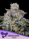 CHAOS CAKE AUTO /  ANESIA SEEDS