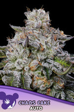 CHAOS CAKE AUTO /  ANESIA SEEDS