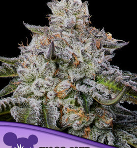 CHAOS CAKE AUTO /  ANESIA SEEDS