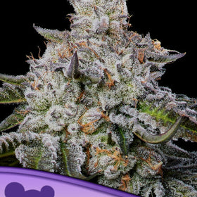 CHAOS CAKE AUTO /  ANESIA SEEDS