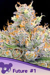 FUTURE # 1    / ANESIA SEEDS