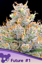 FUTURE # 1    / ANESIA SEEDS