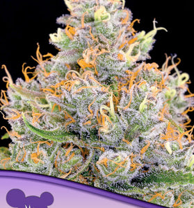 FUTURE # 1    / ANESIA SEEDS