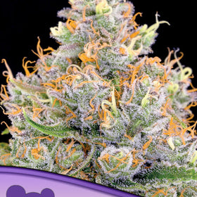 FUTURE # 1    / ANESIA SEEDS