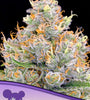 FUTURE # 1    / ANESIA SEEDS