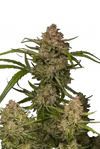GUAVA AUTO FAST BUDS