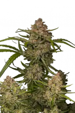 GUAVA AUTO FAST BUDS