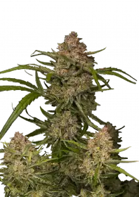 GUAVA AUTO FAST BUDS