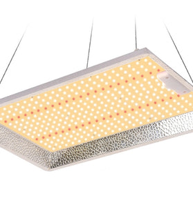 LED DP 800 SERIES 300W CAMPACAVALLO