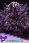 IMPERIUM X  / ANESIA SEEDS