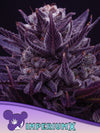 IMPERIUM X  / ANESIA SEEDS
