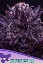 IMPERIUM X  / ANESIA SEEDS