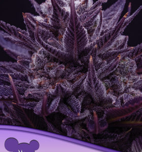 IMPERIUM X  / ANESIA SEEDS