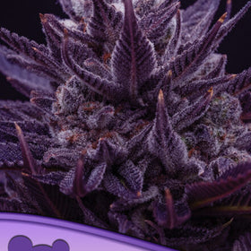 IMPERIUM X  / ANESIA SEEDS