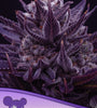 IMPERIUM X  / ANESIA SEEDS