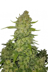 PAPAYA COOKIES AUTO FAST BUDS