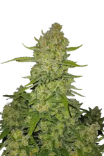 PAPAYA COOKIES AUTO FAST BUDS