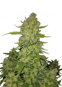 PAPAYA COOKIES AUTO FAST BUDS