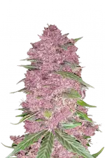 PURPLE LEMON AUTO FAST BUDS
