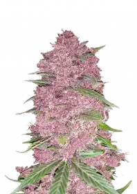 PURPLE LEMON AUTO FAST BUDS