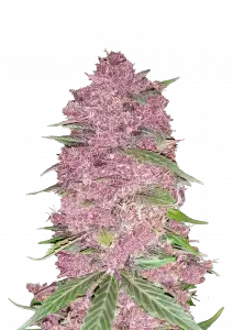 PURPLE LEMON AUTO FAST BUDS