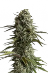 SKUNK AUTO FAST BUDS