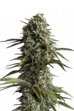 SKUNK AUTO FAST BUDS