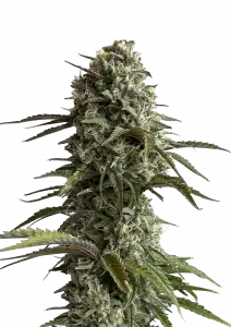 SKUNK AUTO FAST BUDS