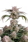 STRAWBERRY GORILLA AUTO FAST BUDS