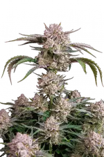 STRAWBERRY GORILLA AUTO FAST BUDS
