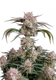 STRAWBERRY GORILLA AUTO FAST BUDS