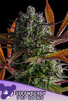 STRAWBERRY POP ROCK   / ANESIA SEEDS