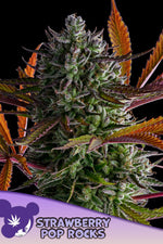 STRAWBERRY POP ROCK   / ANESIA SEEDS