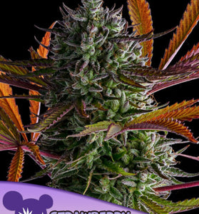 STRAWBERRY POP ROCK   / ANESIA SEEDS