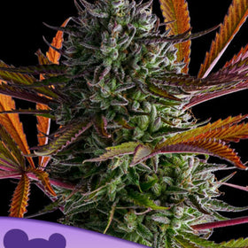 STRAWBERRY POP ROCK   / ANESIA SEEDS