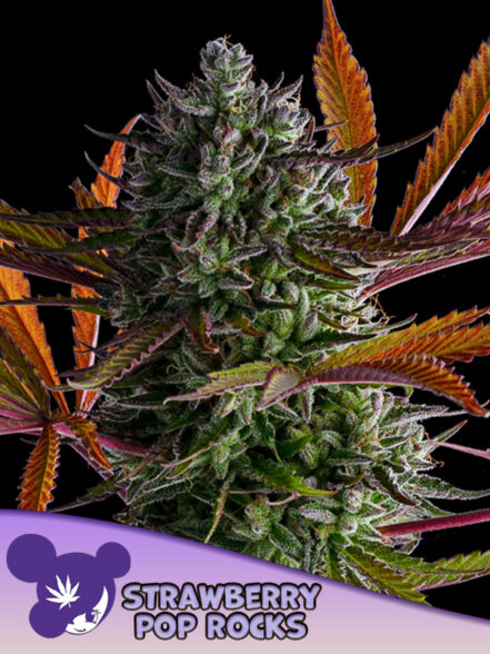 STRAWBERRY POP ROCK   / ANESIA SEEDS