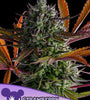 STRAWBERRY POP ROCK   / ANESIA SEEDS